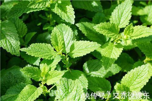 牙疼|爷爷每日用薄荷叶熬水喝,坚持15天后,牙齿发生了这样的变化