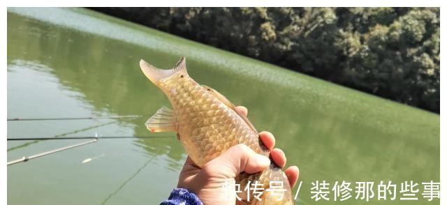 渔获量|入秋的鲫鱼都躲在哪里?在恰当的时间段野钓,渔获量翻一倍