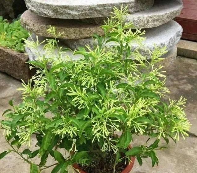 桂花香|这种花比桂花香,比茉莉好闻,家里养一盆,能薰一室香