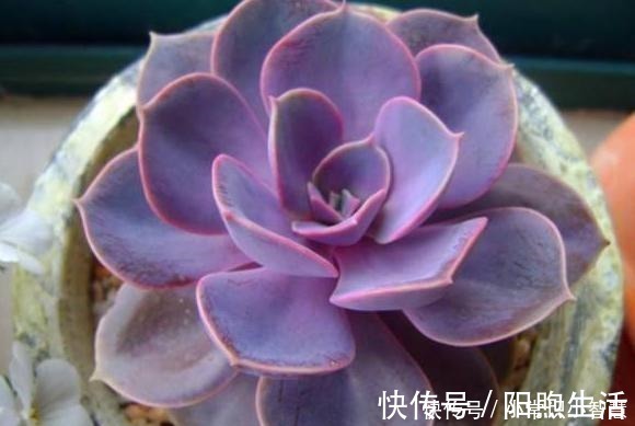 美靓多肉|女同学喜爱的8种“美靓多肉”,就是难养了点,看看你都养过没!