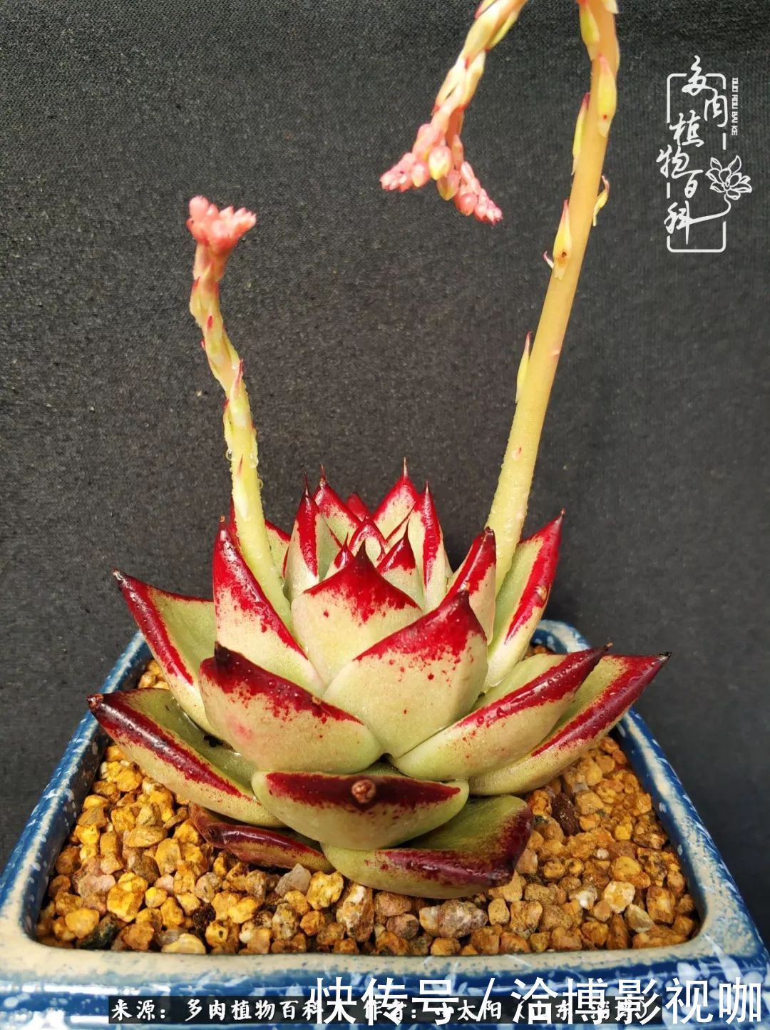 小苗|脱坑一年,最后发现自己生活里始终离不开多肉!