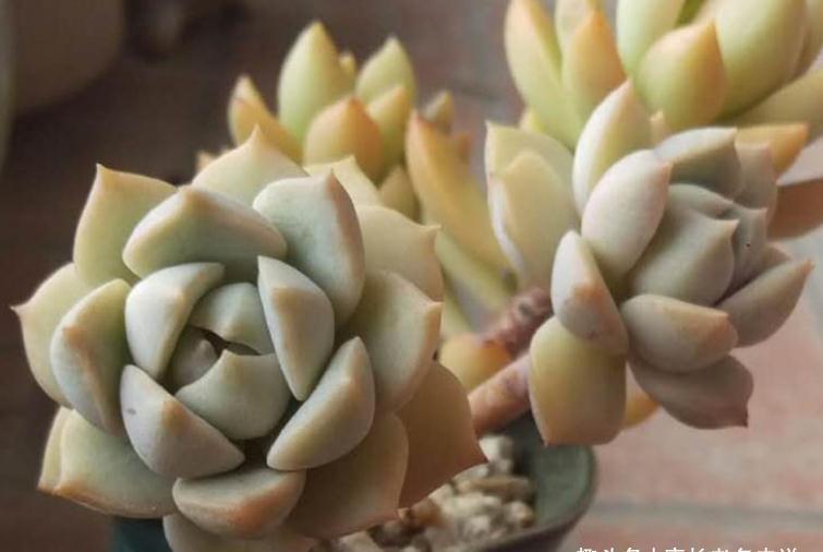 花盆|有一种多肉是小姐的身子丫鬟的命,很多人应该养过,它名叫白牡丹