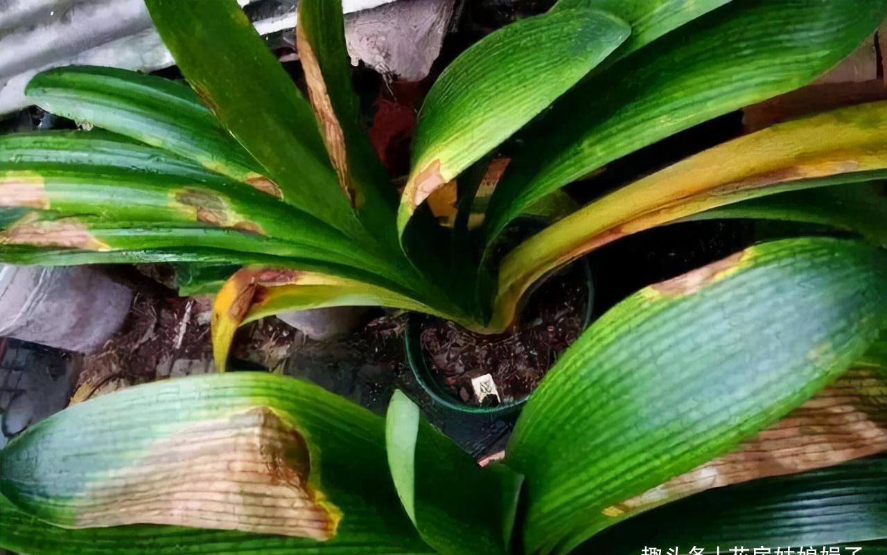 养君子兰犯4个常识性错误，难怪越养越差难见花开，新手要规避掉