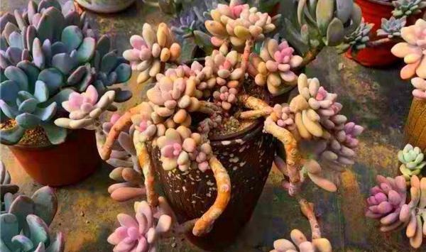 12种值得珍藏的多肉,越老越美丽,养成老桩才值钱