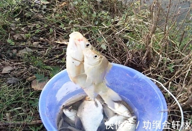 冬季钓鲫鱼,掌握这些技巧,渔获不发愁