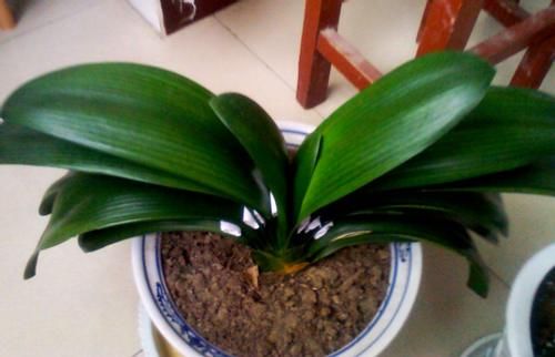 盆栽君子兰，这3方面全做对了，才能“攻克”不开花的难题