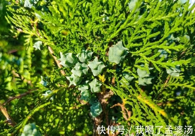 旅行识花,它开花像花又似果,墓地陵园最多却少有人见过它