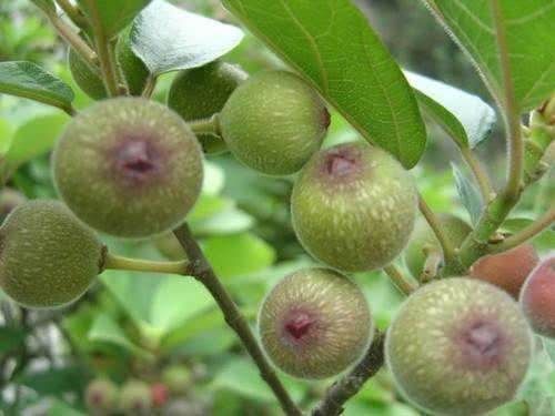  大爷街头卖“黄土豆”又丑又烂1个卖3元，却遭到哄抢