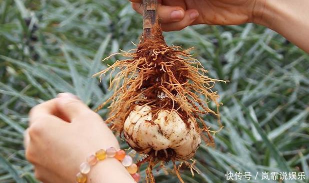 养这8种植物根本不用买,随便摘下一片叶子,插在土里就能活