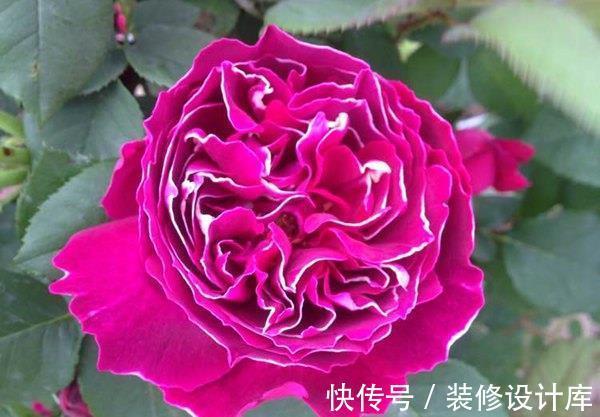 花柱|农历8月6日起，养花试试这几款，适合做花柱，室内也能养