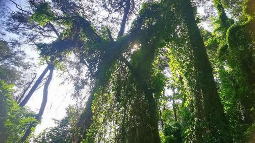 去过|青秀山低调而又别具一格的景点，你可能没有去过