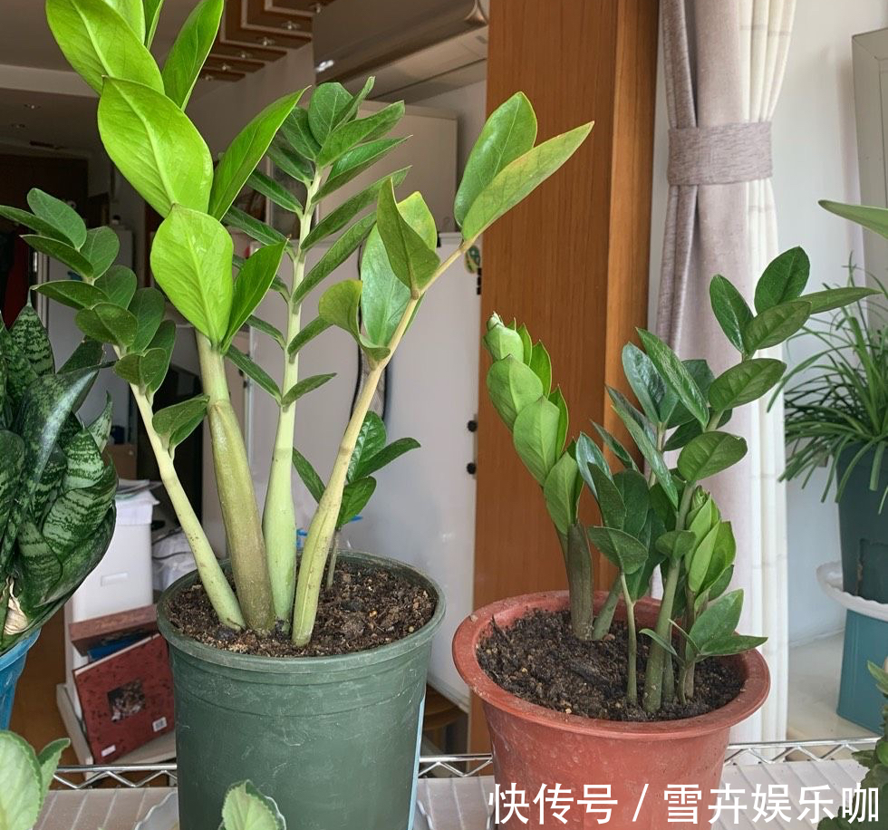 叶片|8种“漂亮花”,个个都是“招财树”,家里养一棵,不愁没钱花