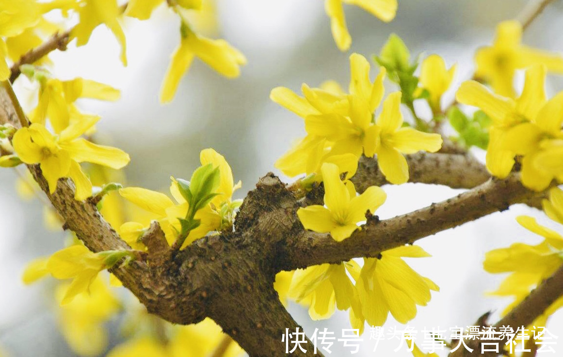 清热解毒|入秋后,癌症高发期,女性多食此花,防止妇科炎症,远离乳腺癌