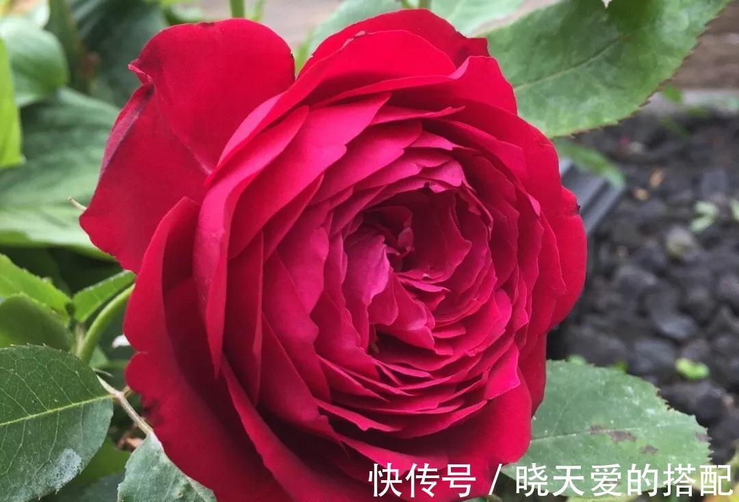 花友|月季品种中的两朵奇葩，一个开花不像月季像荷花，一个妈妈最爱