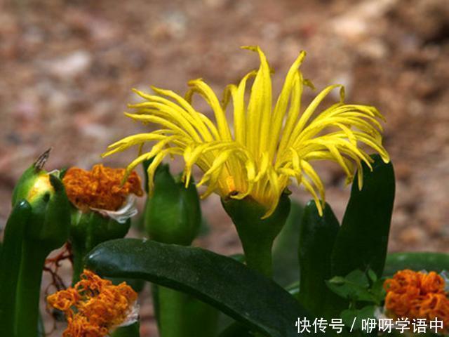 株形|叶片像舌头一样的多肉，不需要控制株形，生长越快开花越多