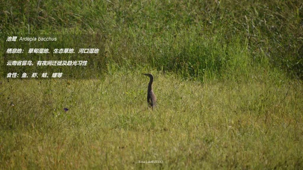 设计师|远方不远，诗在眼前，设计师带你解锁生态廊道观景“新看点”