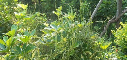 农村这种“阎王草”,危害非常大,却有补肾益精的功效