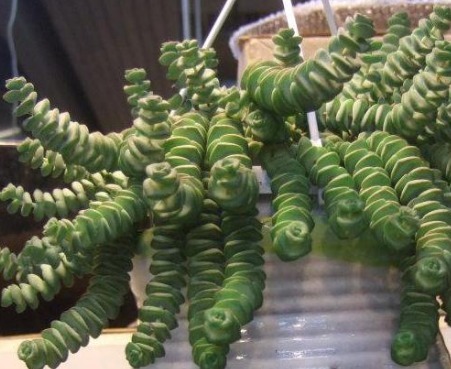 养护“招财”多肉钱串子,掌握好技巧,枝叶完美,株型紧凑