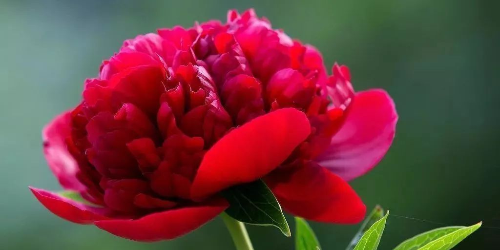 牡丹花的养殖方法,学会这几招,开花又大又美