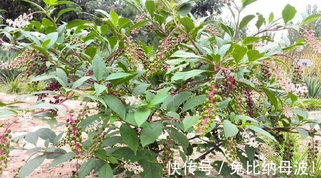 土人參|農村一稀罕野草，形似莧菜，根似人參，民間稱它為“見腫消”！