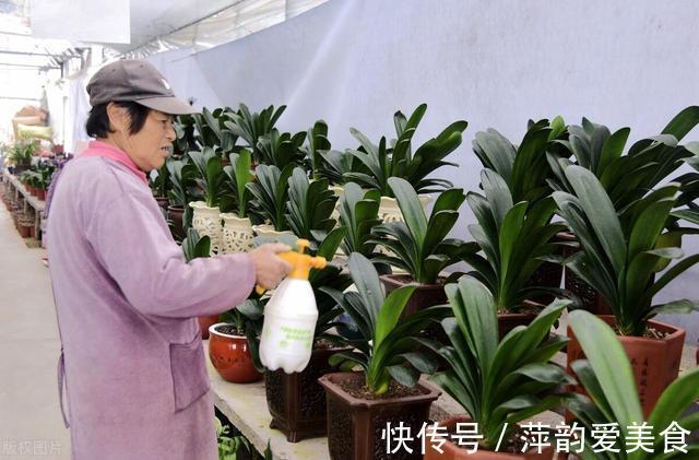 浇水|八月立秋后,轻轻“叫醒”君子兰,遵循3原则,用力别太猛