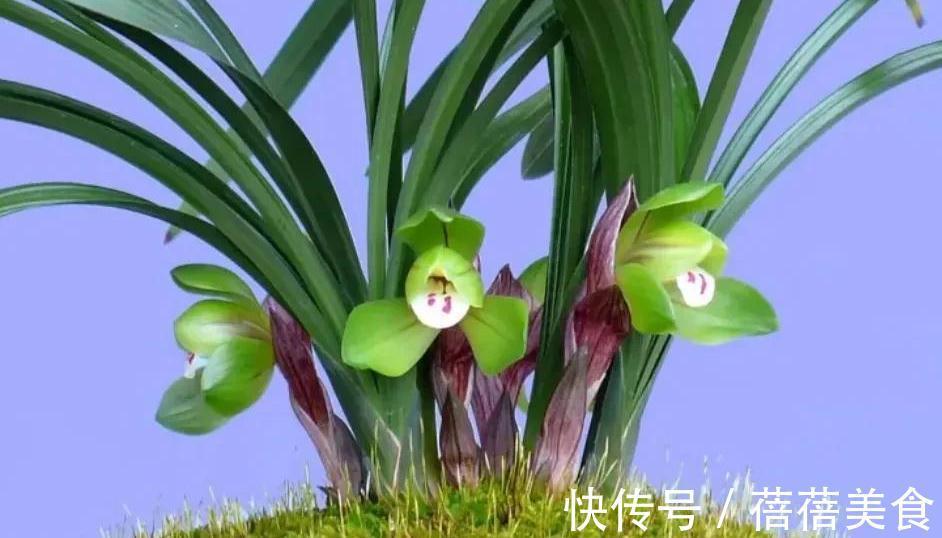 10大漂亮花，值得冬天养一盆，好养易开花，盆盆爆花