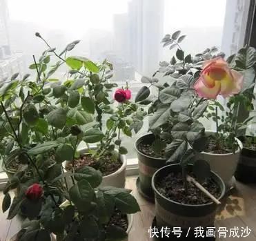 春天盆栽花卉多见雨水露水,快速爆盆长势旺