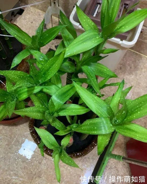 7种“吉利花”,家里养一盆,顺顺当当又漂亮,养人又旺家