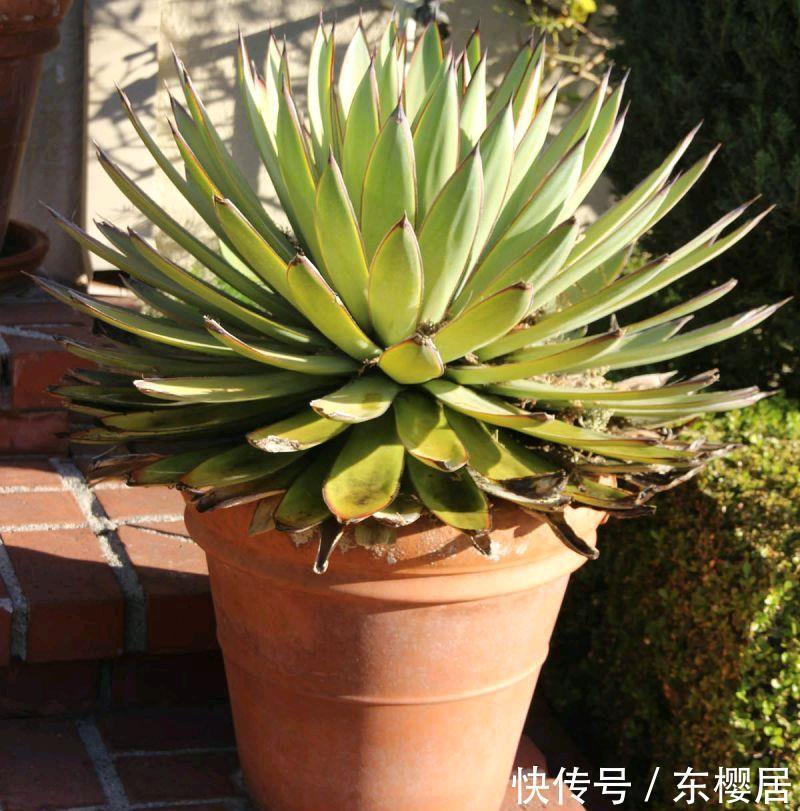 一种漂亮的盆栽,不怕寒冷,颜值高,繁殖快,很好养