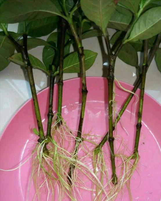 生根|扦插老失败?2个万能扦插法,插一根活一盆,简直太简单