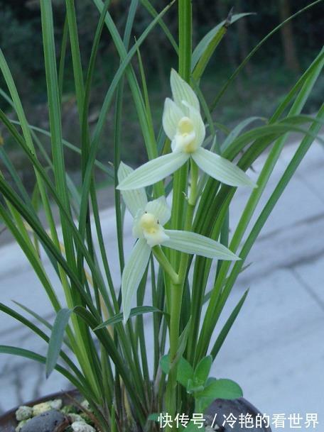 风化岩|好兰,养一盆就够了,此兰极耐寒,百花凋零时,依然绽放