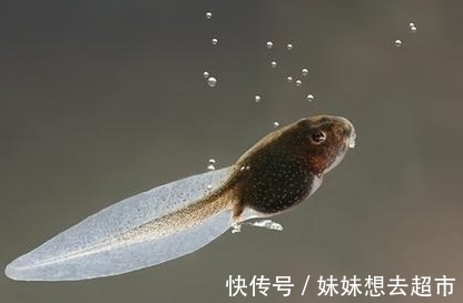 孕妇|孕妇梦到这4件事,是吉兆,预示是男宝宝且大有作为