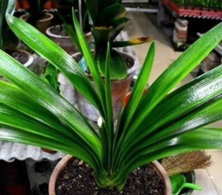 “花”也是“酒鬼”这8种花,1月喝2次,长得却非常好看葱绿!