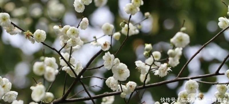 万户侯|唐朝高僧写下一首拍马屁的诗，尽管推荐成功，但由一句诗不欢而散