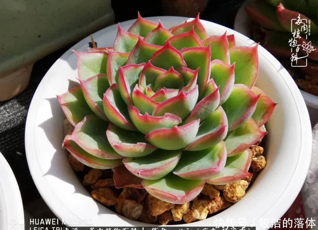 肉肉|与多肉的相遇,就是一场治愈之旅