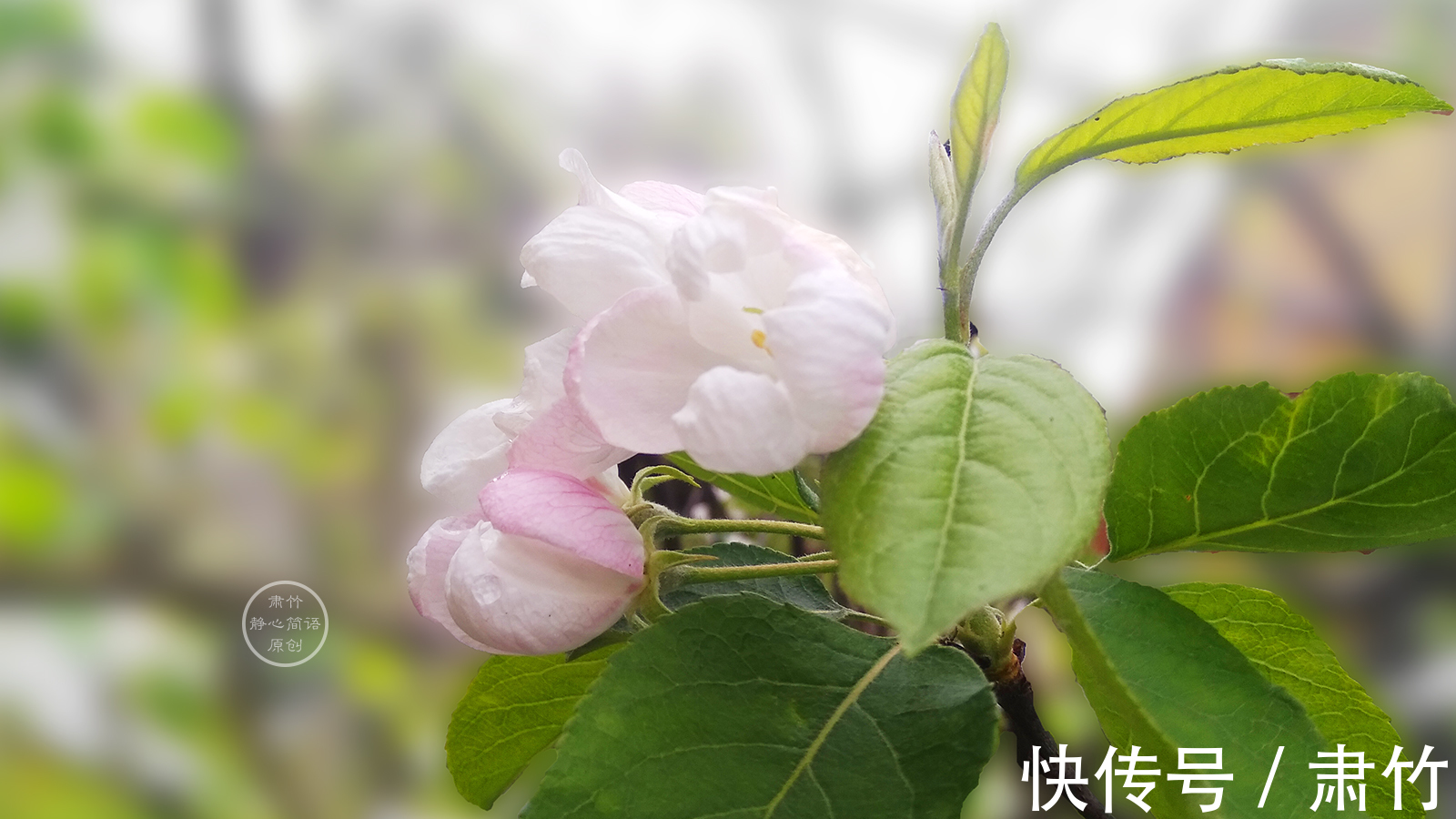 雨声|静听雨声，清浅是我们的寂寞，也是温馨