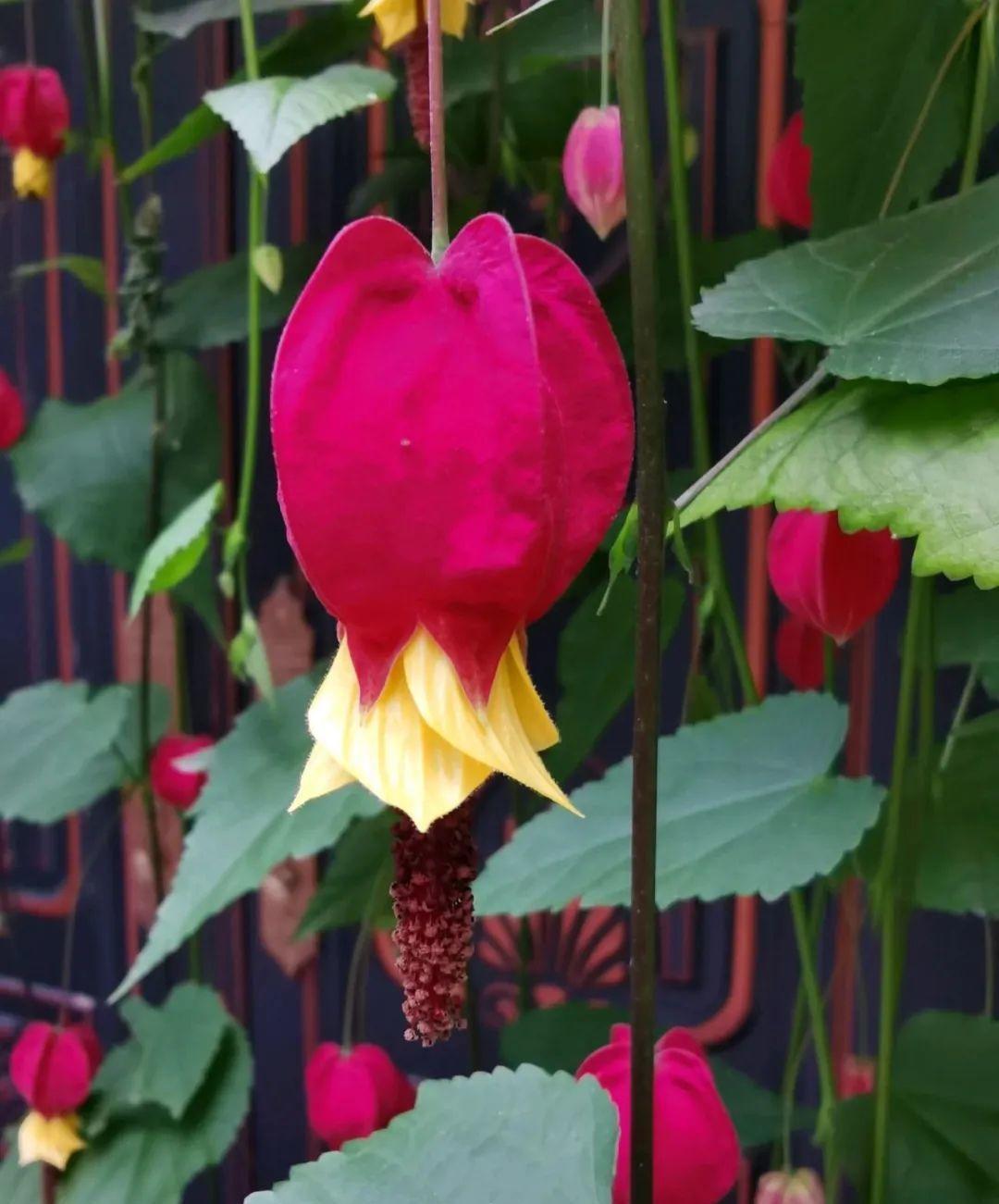 家里养盆蔓性风铃花,掌握4点养护技巧,全年花开不间断!