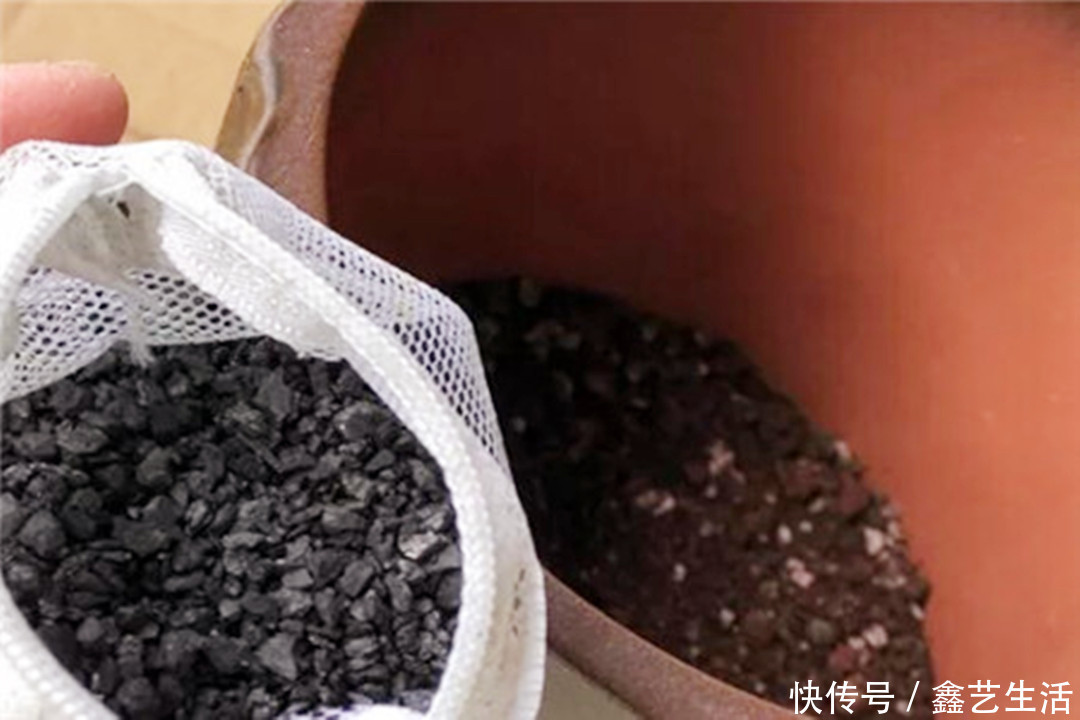 越虐越长疯,3周胖到爆炸的多肉控养大法,不轻易外传