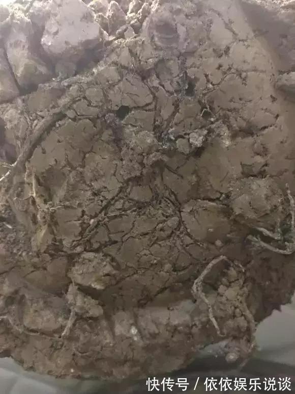 养花技巧老花匠告诉你3种土别乱用，3种肥不能施