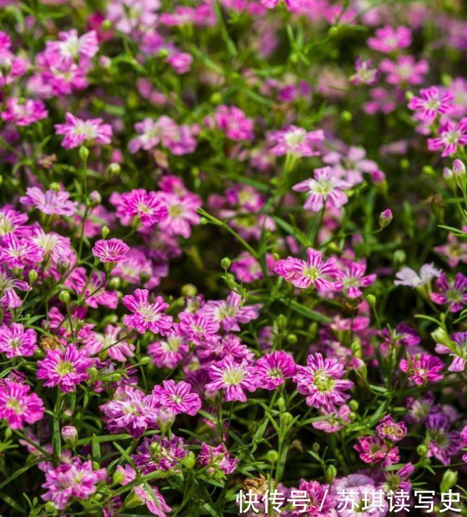  种花|4种花好养如绿萝，简单易成活，对待新手很友好