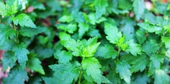 清热解毒|农村这些野菜,美容驻颜、滋阴润燥、清热解毒,怕老就吃它