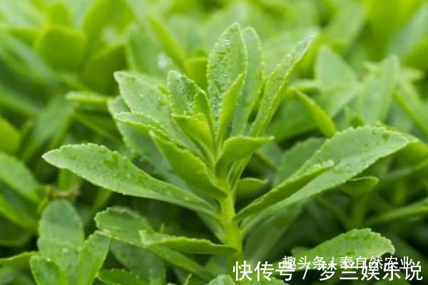 播种|救心菜的作用有很多,口感也很好,家里有空地就能种