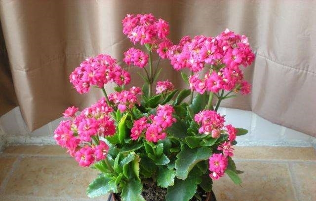 长寿花得黑腐必死无疑?做好3种防护,给它“剃个头”,7天可复活