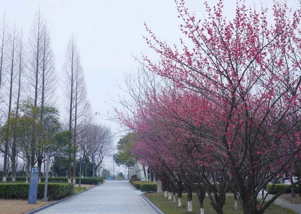 赏梅|梅花盛放报春来！钱塘区赏梅地图出炉！