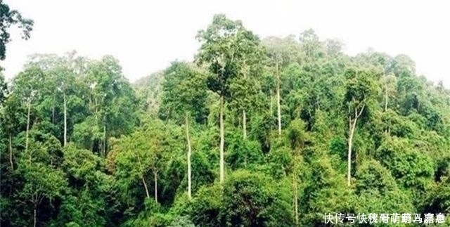 堪称世界之最的6种树木,最贵、最毒、最硬都在中国境内
