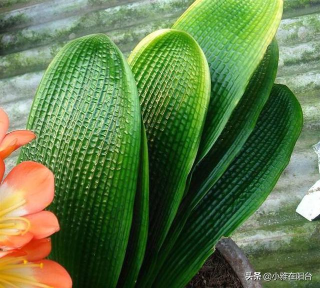 君子兰黄叶、烂根,5招就行了,叶绿、叶大,开花更多更美!