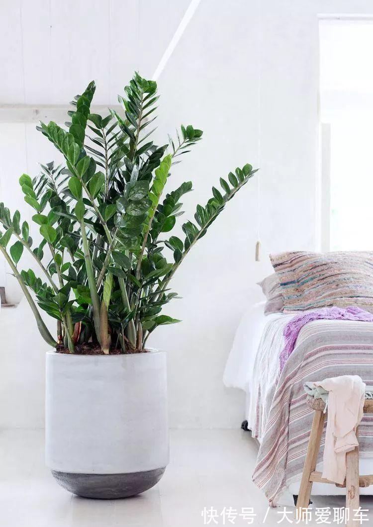 净化|公认的6种吉祥花,株型奇特寓意好,还能吸废气,大人孩子都喜欢