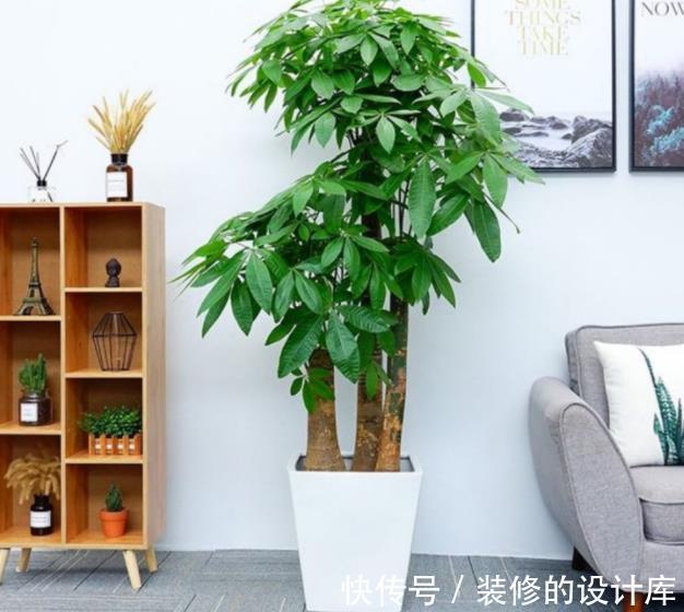 红掌|人养花花也养人，4种漂亮花，养在家里上档次，带来好兆头