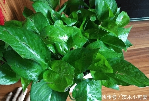 绿萝放在室内就能活,错,这些地方空着也不能放