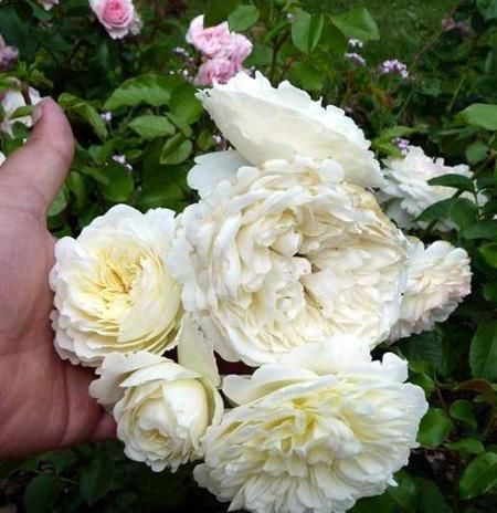  郁金香花|此3种花特点明显，每个都很好看，在家里养上几盆也是无伤大雅